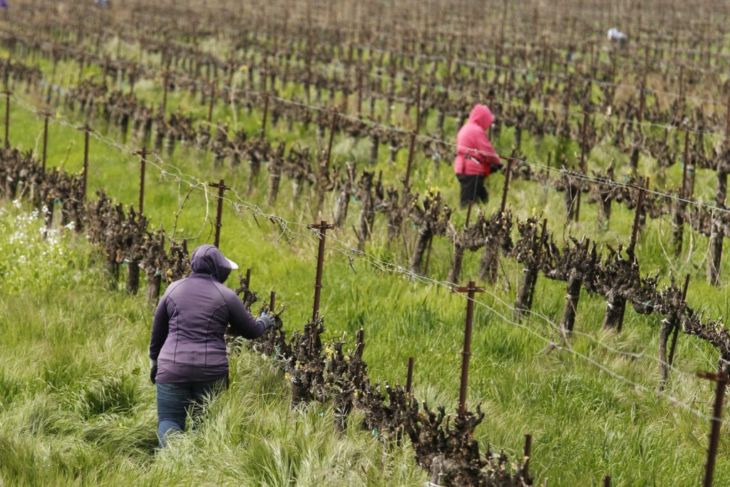 Farmworkers working in the fields