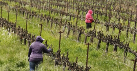 Farmworkers working in the fields