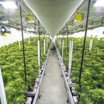 Airfield 1 Amid COVID-19, San Jose cannabis company expands deliveries with Teslas