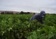 A person harvesting crops in a field