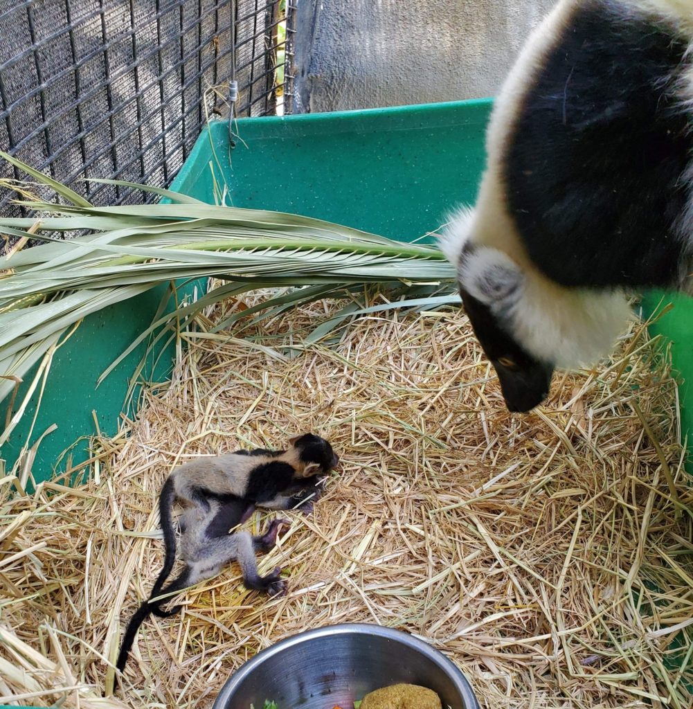 Twin lemurs born at Happy Hollow. Photo courtesy of Happy Hollow.