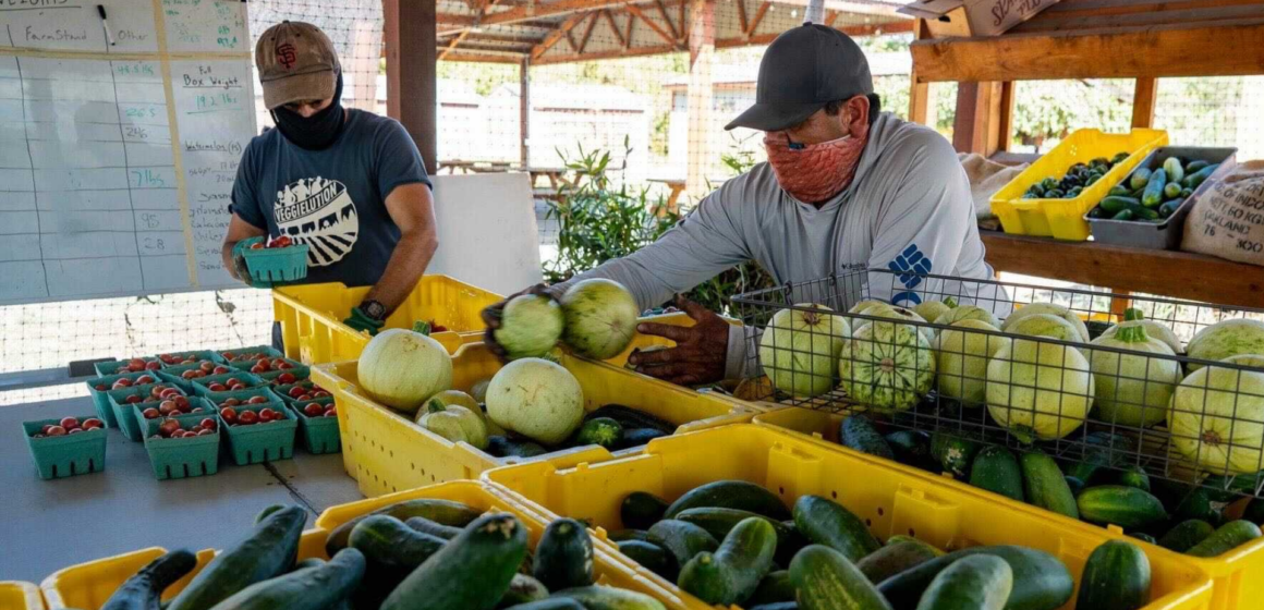 Veggielution To people sorting produce to give to those in need