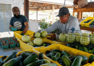 To people sorting produce to give to those in need