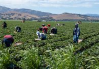 Farmworkers working in a field on a sunny day