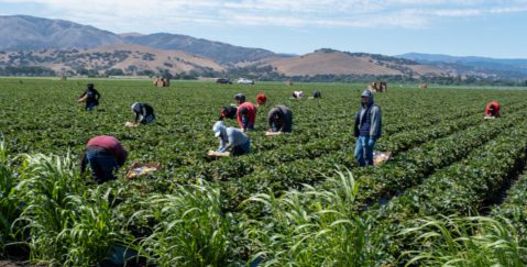 Farmworkers working in a field on a sunny day