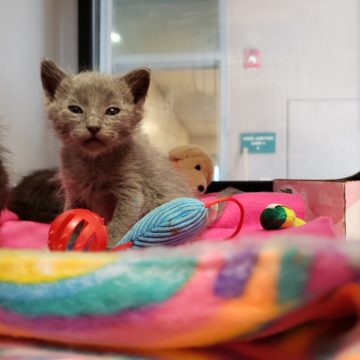 San Jose animal shelter deaths hit five-year high