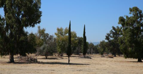 Trees and grass at a former golf course in San Jose, California