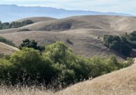 Trees and rolling grassy hills