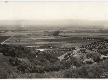 Santa Clara vintage A vintage photo of orchards in the Santa Clara Valley