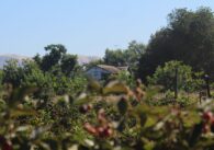 A Japanese farmhouse with historical significance in North San Jose at the site of a proposed 1,472-home residential and retail space.
