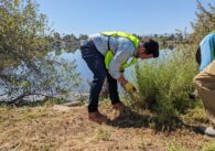 A man wearing a neon yellow volunteer vest bends over to pick weeds at Lake Cunningham