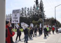 Dozens of people walking back and forth across a cross walk, blocking turning car, holding white signs with black text reading "Amalgamated Transit Union Local 265 On Strike against VTA"