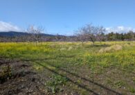 A field with yellow flowers and bare trees.