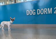 A dog standing inside an animal shelter