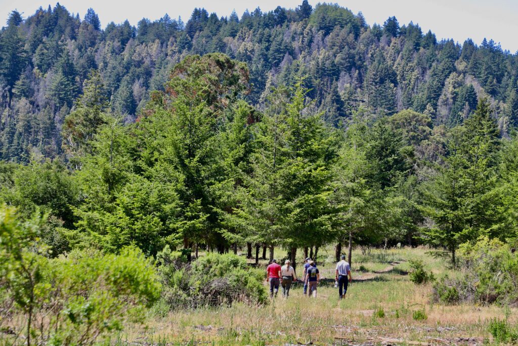 Five people walk in the distance with their backs to the camera, in the middle of the forest