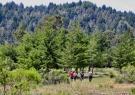 Five people walk in the distance with their backs to the camera, in the middle of the forest