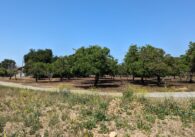 A field of walnut trees with a blue sky