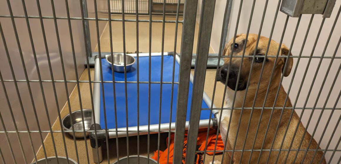 A tan, large dog sits behind metal bars in a kennel with empty food and water bowls