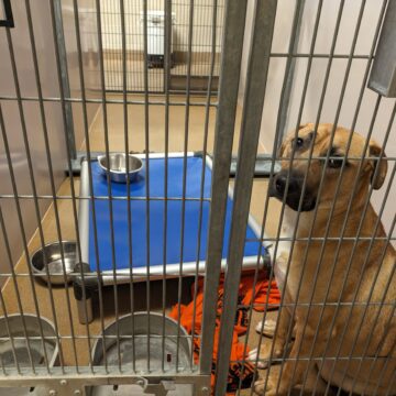 SAN JOSE ANIMAL CARE CENTER 7/11/2025 A tan, large dog sits behind metal bars in a kennel with empty food and water bowls