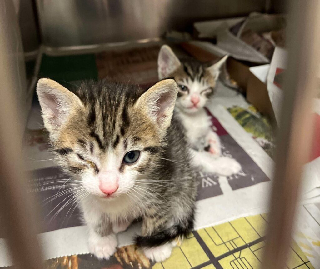Two tabby kittens sit in a metal kennel, each with one eye crusted shut