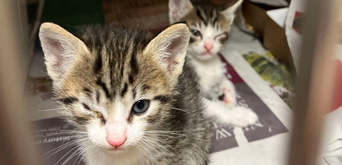 Hai chú mèo con lông vằn ngồi trong một chiếc chuồng kim loại, mỗi con đều bị đóng vảy ở một mắt và nhắm nghiền.