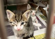 Two tabby kittens sit in a metal kennel, each with one eye crusted shut