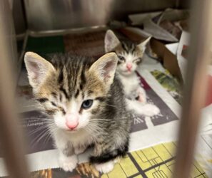 Two tabby kittens sit in a metal kennel, each with one eye crusted shut