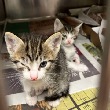 Dos gatitos atigrados están sentados en una perrera de metal, cada uno con un ojo cerrado por una costra.