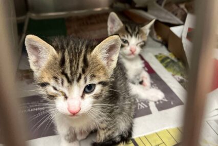 Two tabby kittens sit in a metal kennel, each with one eye crusted shut