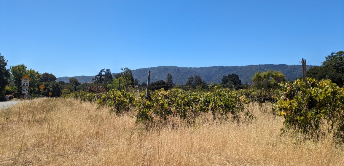 A grassy vineyard with trees in the background