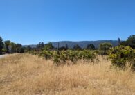 A grassy vineyard with trees in the background