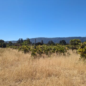 A grassy vineyard with trees in the background