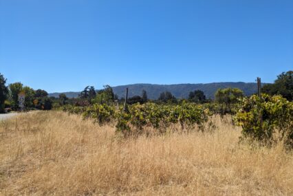 A grassy vineyard with trees in the background