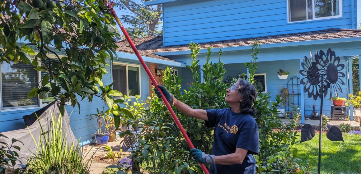 A person using a tool to pick fruit from a tree