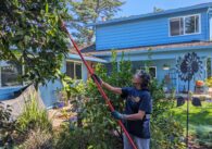 A person using a tool to pick fruit from a tree