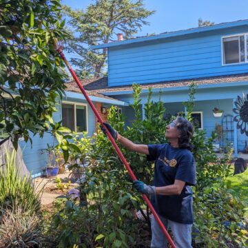A person using a tool to pick fruit from a tree