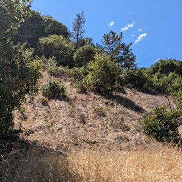 Grass and trees on land near Linda Vista Park in Cupertino, California