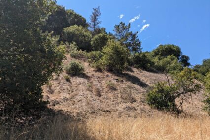 Grass and trees on land near Linda Vista Park in Cupertino, California