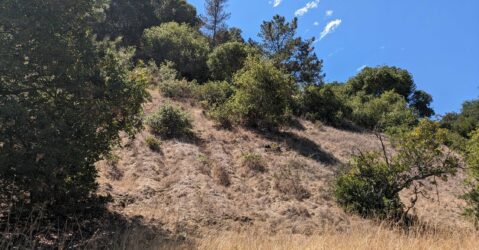 Grass and trees on land near Linda Vista Park in Cupertino, California