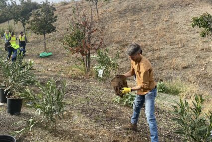 People planting trees along the freeway in San Jose, California