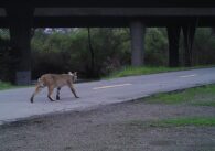 A cougar on a pedestrian walkway in Santa Clara County, California