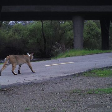 A cougar on a pedestrian walkway in Santa Clara County, California