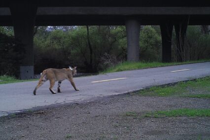 A cougar on a pedestrian walkway in Santa Clara County, California