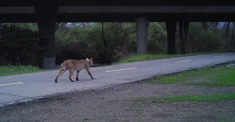 A cougar on a pedestrian walkway in Santa Clara County, California