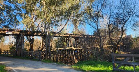 A train trestle behind trees.