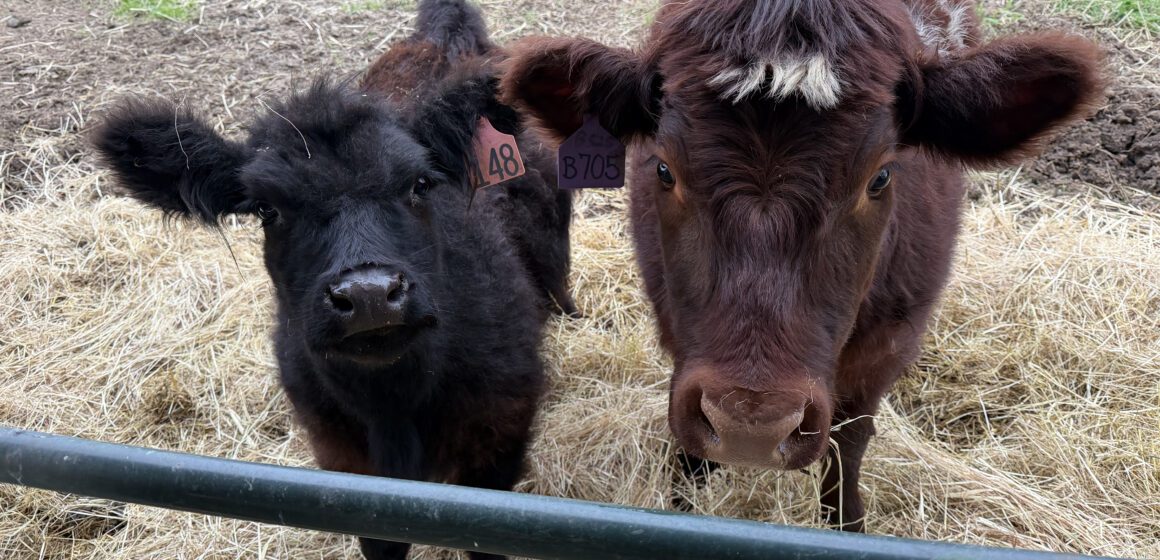 South County families create their own livestock fair