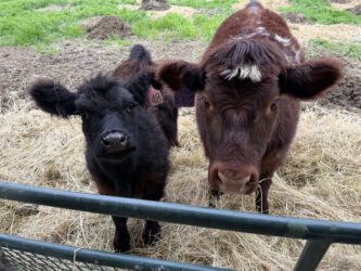FAIR South County families create their own livestock fair