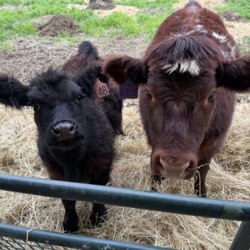FAIR South County families create their own livestock fair