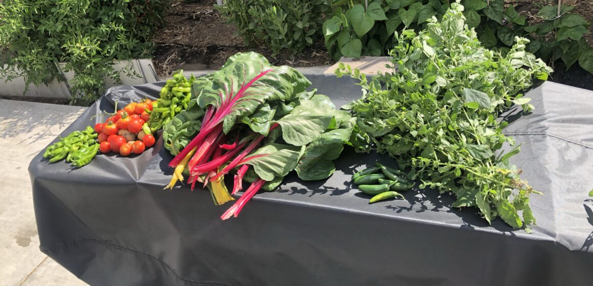 SJ-vegetable garden Vegetables displayed on a table outside
