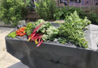Vegetables displayed on a table outside